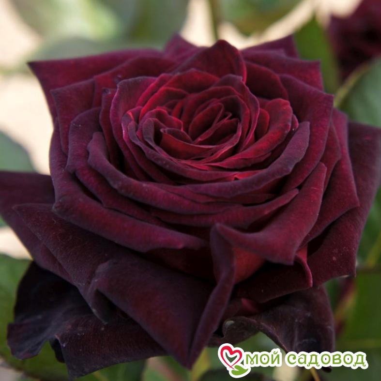 Роза Блек Мэджик