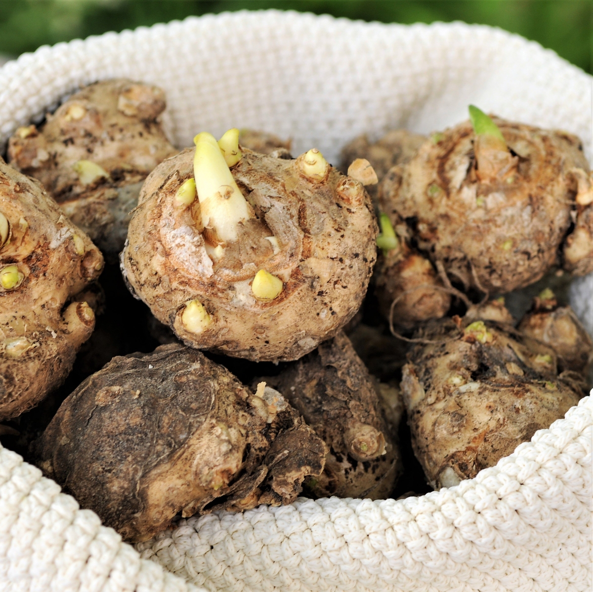 Калла Манго