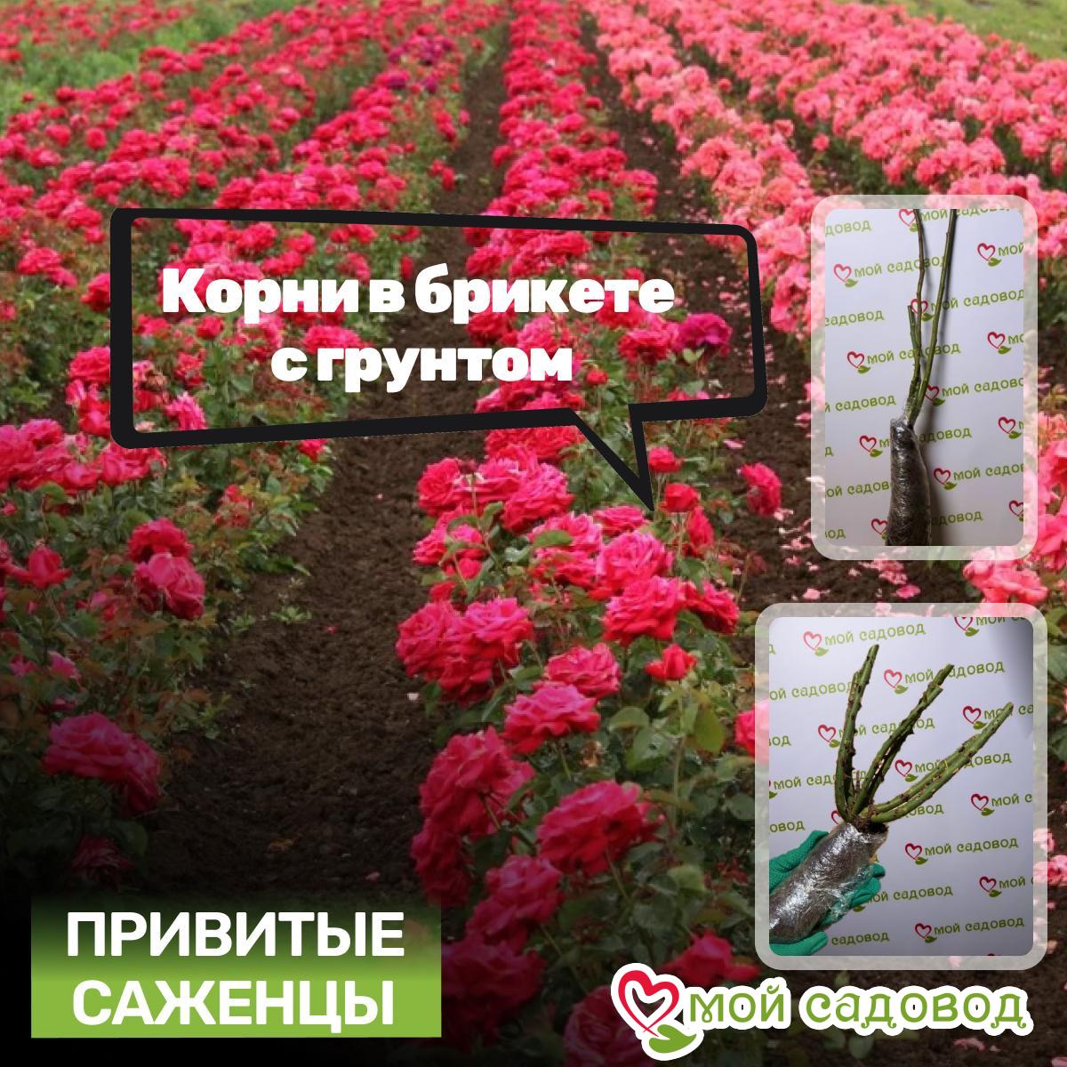 Роза Скарлет Рэвери